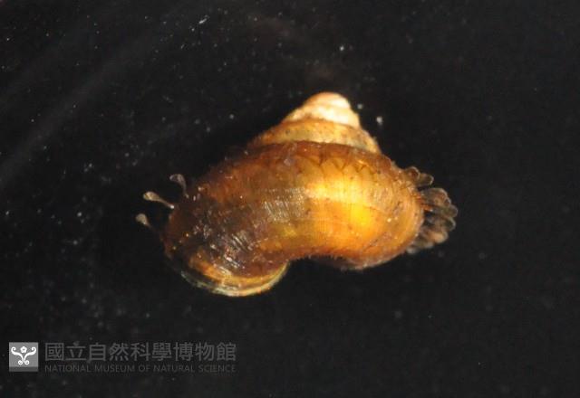 飯匙東洋蝸藏品圖，第4張