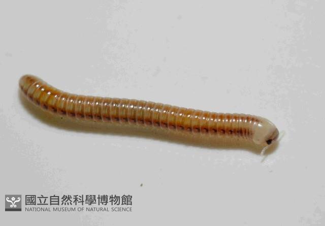 畏光側山蛩藏品圖，第4張