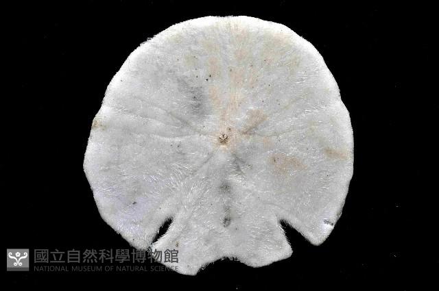 裂邊毛餅海膽藏品圖，第4張