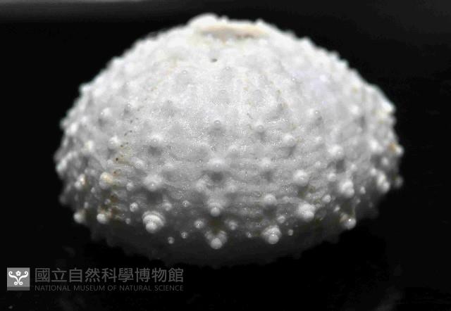 單列三角頭帕藏品圖，第4張