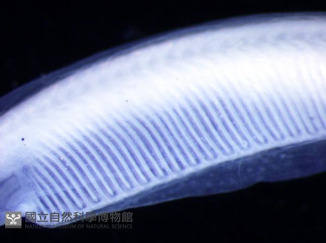 未知種文昌魚藏品圖，第4張