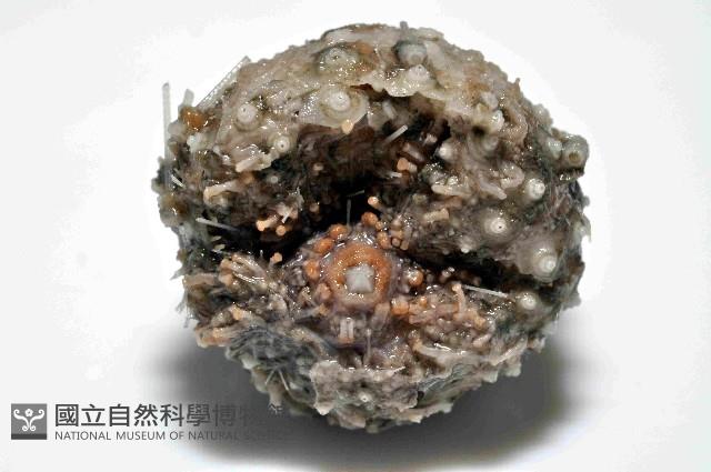 印度近冠海膽藏品圖，第4張