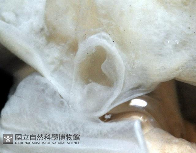 皮氏(元帥)手魷藏品圖，第4張