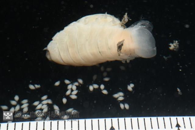 未知種縮頭水虱藏品圖，第4張