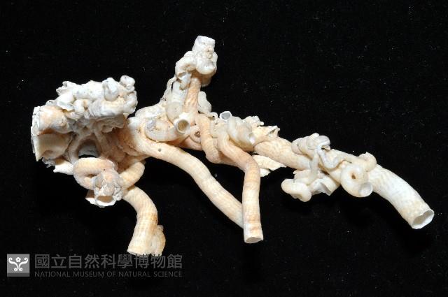 散子蛇螺藏品圖，第4張