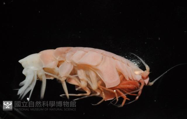 未知種深海側甲鉤蝦藏品圖，第4張