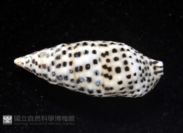 芝麻蟹守螺藏品圖，第4張
