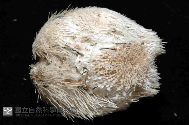 凹卵形(凹裂星)海膽藏品圖，第4張