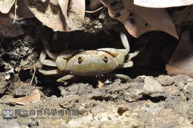黃灰澤蟹藏品圖，第4張