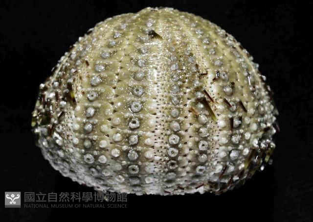 雜色角孔海膽藏品圖，第4張
