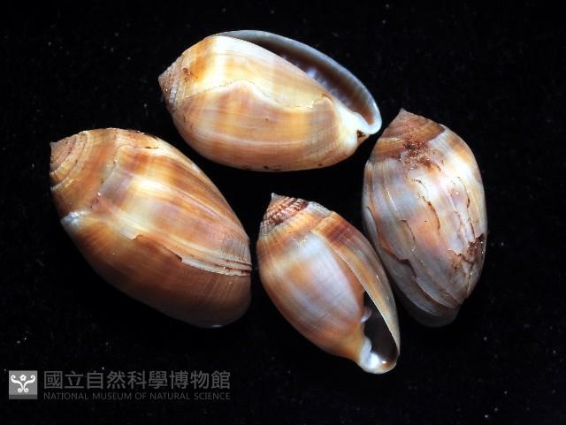 小濱(尖)耳螺藏品圖，第4張