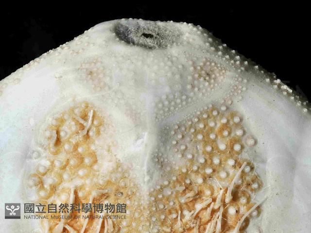 大脆心形海膽藏品圖，第4張