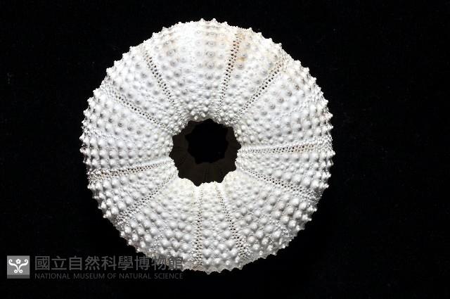 杜氏窪角海膽藏品圖，第4張