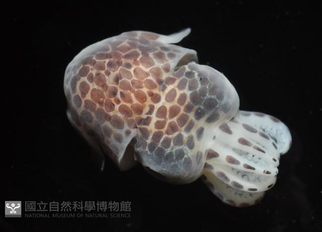 柏氏四盤耳烏賊藏品圖，第4張