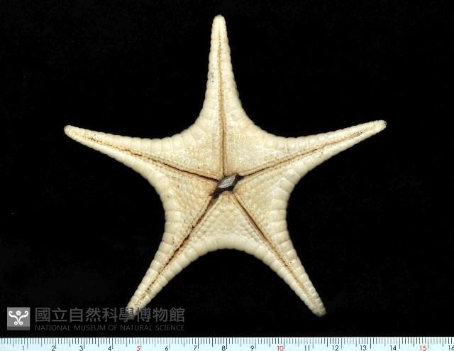 平滑(光滑)花海星藏品圖，第4張