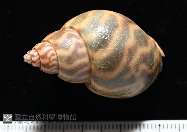 臺灣鳳螺藏品圖，第4張