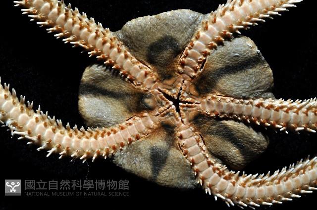 迭鱗片蛇尾藏品圖，第4張