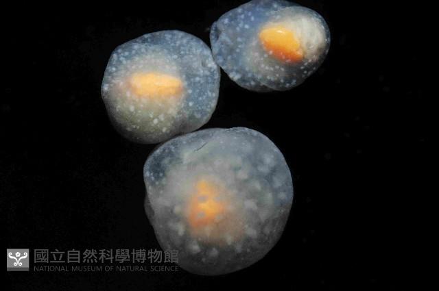 球形水肌螺藏品圖，第4張