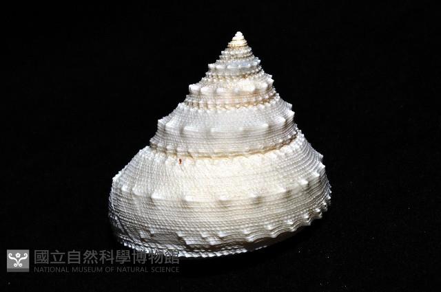 白鐘螺藏品圖，第4張