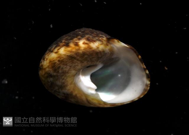 粗瘤黑鐘螺藏品圖，第4張