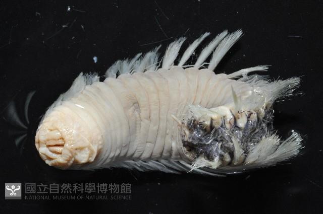 黃海毛蟲藏品圖，第4張