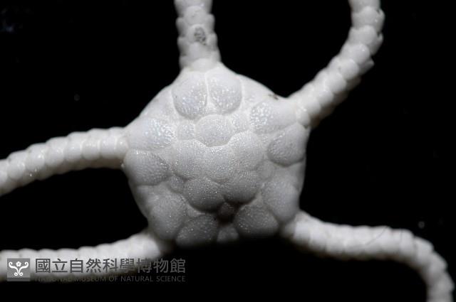 深海粗蛇尾藏品圖，第4張