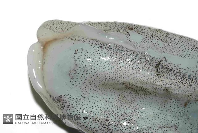 日本無針烏賊藏品圖，第4張