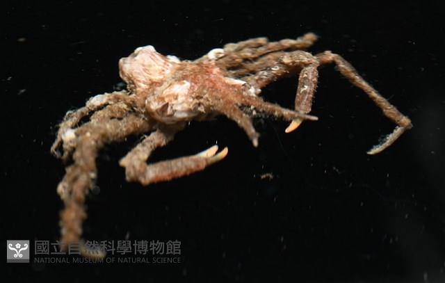 未知種長腿蟹藏品圖，第4張