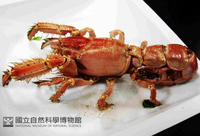 東沙海蛄蝦(新種)藏品圖，第4張