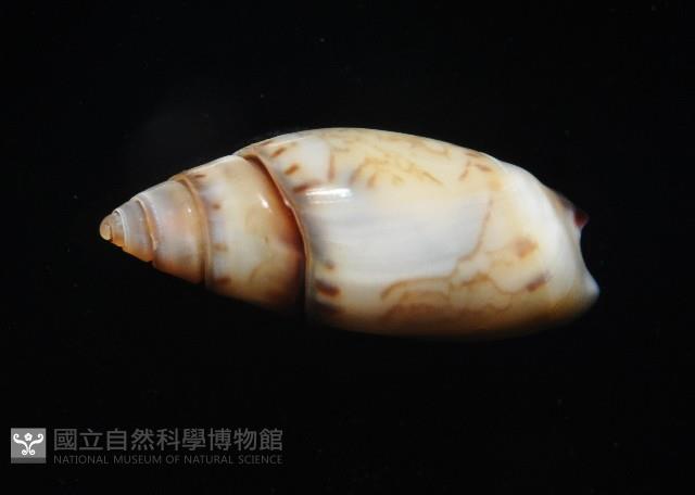 細小彈頭螺藏品圖，第4張