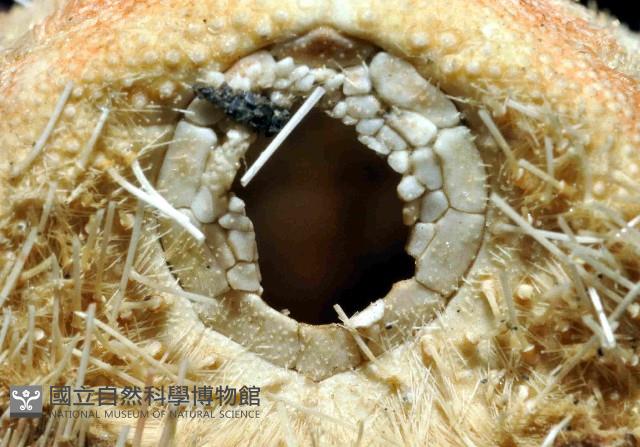秀麗布萊海膽藏品圖，第4張