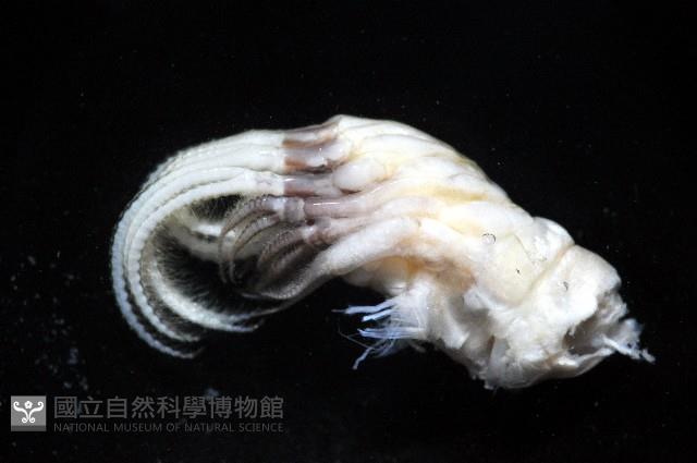 美麗笠藤壺藏品圖，第4張