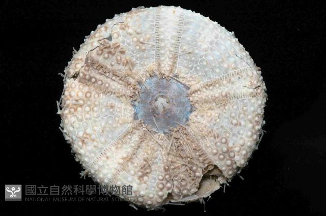 藍紫小肛海膽藏品圖，第4張