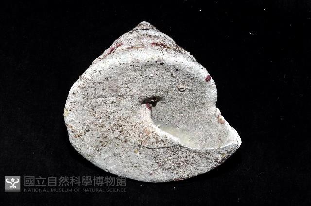 銀塔鐘螺藏品圖，第4張