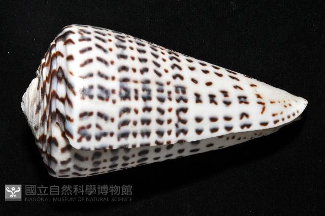密碼芋螺藏品圖，第4張
