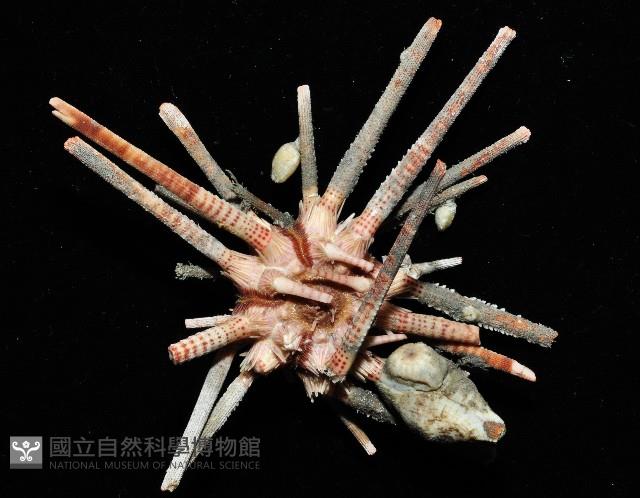 小擬茗荷藏品圖，第4張