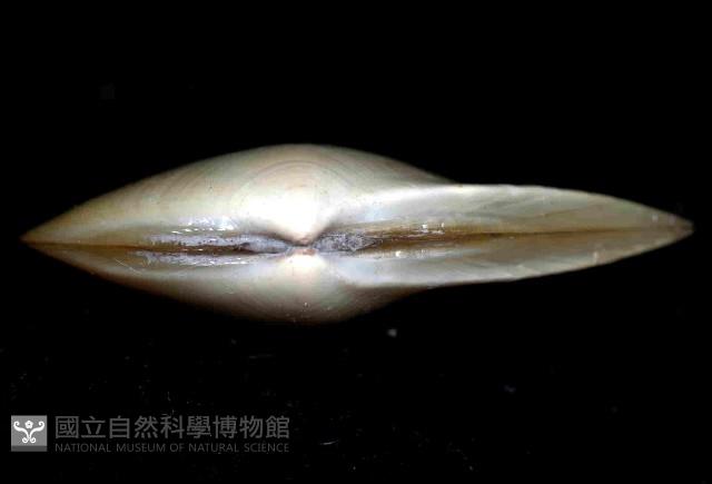 深淵馬刺蛤藏品圖，第4張
