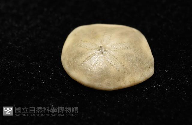 馬氏海錢(馬氏扣海膽)藏品圖，第4張