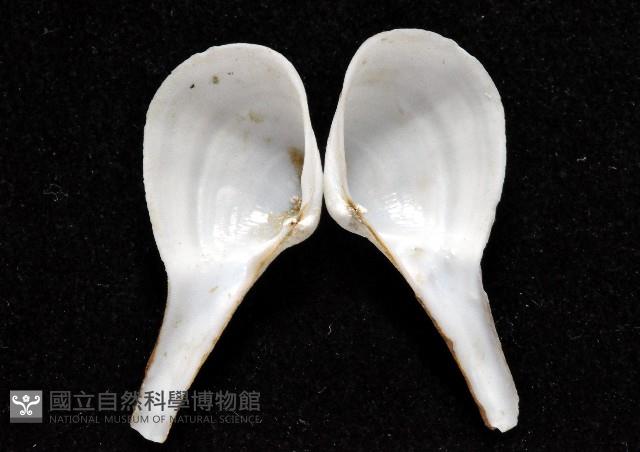 正杓蛤藏品圖，第4張