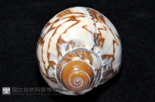 舞袖渦螺藏品圖，第4張