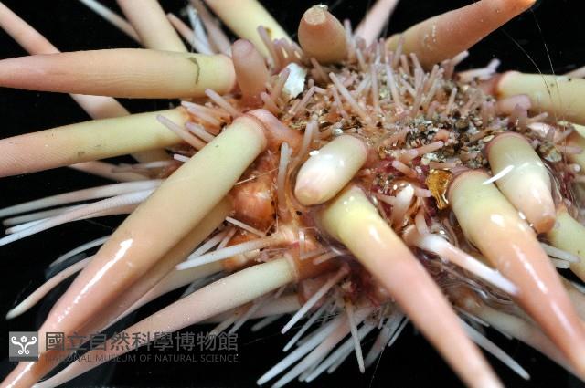 美麗新平海膽藏品圖，第4張