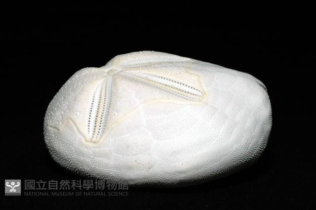 心形海壺藏品圖，第4張