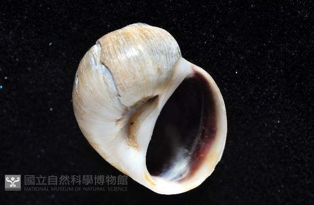 小灰玉螺藏品圖，第4張