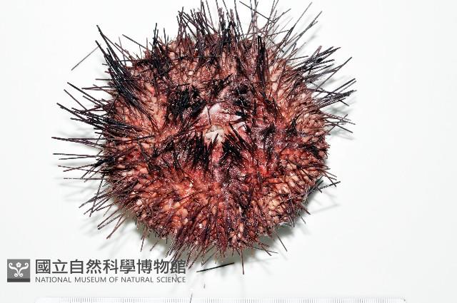 輻星肛海膽藏品圖，第4張