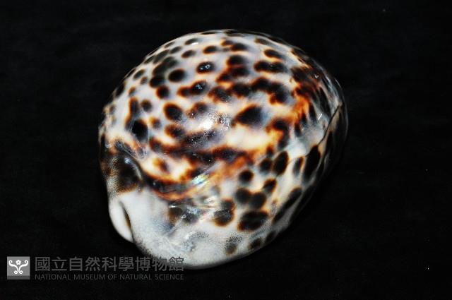 黑星寶螺藏品圖，第4張