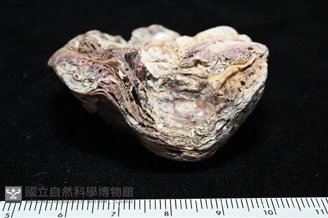 未知種巨牡蠣藏品圖，第4張