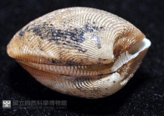果核銀錦蛤藏品圖，第4張