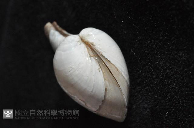 太平洋深淵杓蛤藏品圖，第4張