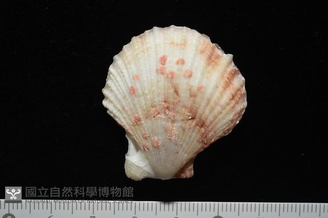 垂簾海扇蛤藏品圖，第4張