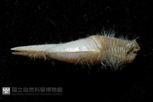 多毛三角鎧茗荷藏品圖，第4張